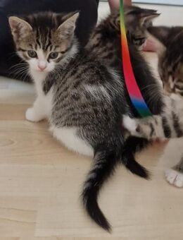 Maine Coon x BKH Mix Kitten geb. 15.07.25 - Namborn