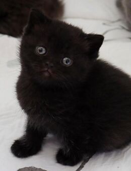 BKH und Britisch Langhaar Kitten - Viersen
