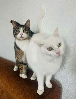 NOTFALL🆘💞 Chi Chi & Oskar 💞 - Eislingen (Fils)