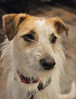 Spike Traumhund aus RO in DE 42857 - Blankenheim (Nordrhein-Westfalen)