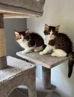 Maine Coon&Sibirische Waldkatze Kitten - Hannover