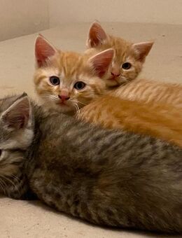 Kleiner roter Main coon mix Kater - Dietenhofen