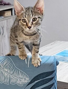 Baby Katze suche neues Zuhause - Wallerfangen