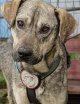 Wer öffnet sein Herz für Igor? - München