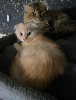 Baby Katzen - Hannover Ahlem-Badenstedt-Davemstedt