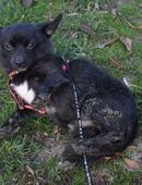 Yuki - Kleiner Hund mit großem Mut in 24392