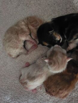 Maine Coon kitten suchen zuhause - Gütersloh