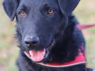 Feiner Bono 💗 Terrier-/Kroat.Schäfi-Mix - Hamburg