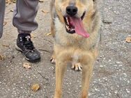 Freundliches 🐕Mädchen DINA braucht ♥️ - München
