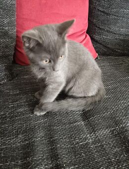 12 Wochen alter Türkisch Angora Kater - Berlin