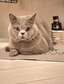 BKH Deckkater in Blue sehr erfahren ! - Stockach