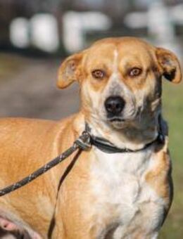 Thalia Mix Hündin 2,5 Jahre alt in Ungar - Reutlingen