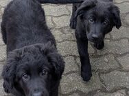 2 schöne, gesunde Hundewelpen abzugeben - Nettersheim