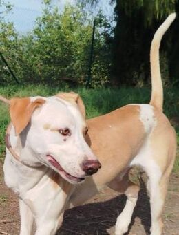 Clever ist lieb zu Menschen - Donaueschingen