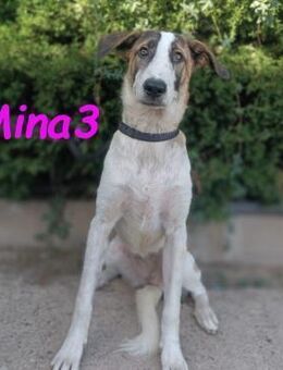 Mina3 sanfte & liebevolle Welpin 12/24ES - Ruppertsecken