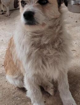 GINO - 40 cm, verschmust, klug - Linden (Hessen)