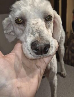 🌟 Szofi Sanfte Pudel-Seele - Kassel