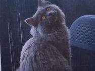 SUCHE MEINEN KATER !!! - Bautzen