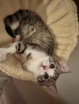 BKH suchen liebevolles Zuhause - Ludwigshafen (Rhein) Zentrum