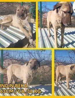 Beka großer Kangal Mischling Hündin - Margetshöchheim