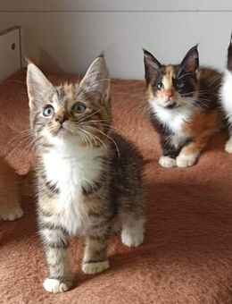Edelmix Maine Coon BKH Kitten - Altötting