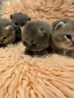 Bkh Kitten in Lilac golden und Blue suchen schon mal Abgabe 26.1.26 - Zinnowitz