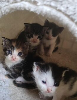 2 Kater (15.7.25) Europäisches Kurzhaar - Felde