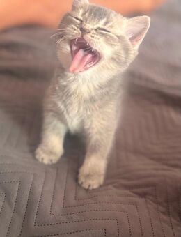 Britische kurzhaar kitten - Edingen-Neckarhausen