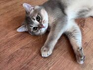 Katze BKH - Rheine