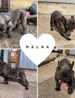 MALNA PP süsse Lady sucht ihr Glück - Neustadt (Rübenberge)