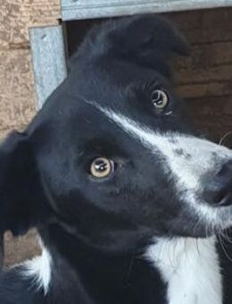 SANCHO-hübscher, lieber Jung-Rüde,48cm - Rösrath