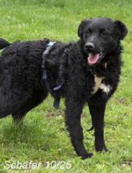 Billie ist ein Energiebündel - Egelsbach