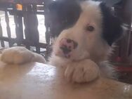 17 Wochen alte Border Collies - Jerichow Karow