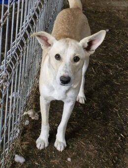 Pandora, eine liebe Hündin - Bochum