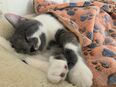 Bkh Kitten, Baby Katze vollständig geimpft! in 67433