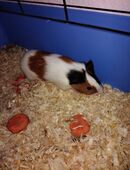 Meerschweinchen Weibchen in 39365