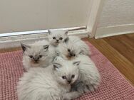 Ragdoll baby Kitten - Berlin Spandau
