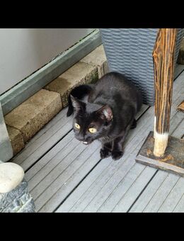 Wunderschöne pechschwarze Katze mit weißem Latz ❤️❤️❤️ - Südlohn