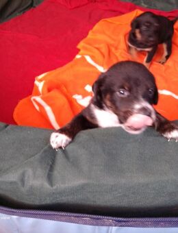 Welpen Dobermann/Schweizer Sennenhund Mix - Kalbe (Milde) Altmersleben