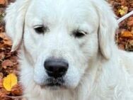 Golden Retriever Welpen - Gummersbach