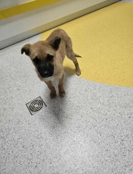 Levi - Rasseliebhaber gesucht - Dreikirchen