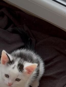 Kätzchen suchen ein zuhause - Memmingen