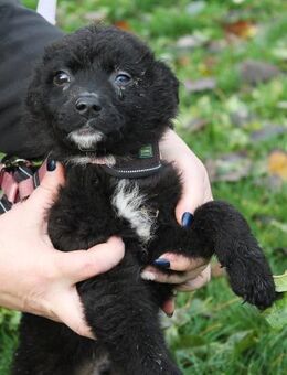 Sandi sucht sein für-immer-Zuhause - Berlin