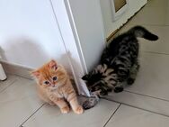 Perser Kitten mit Nase - Bisingen