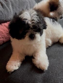 Süße Malshi Welpen 🐶 - Korschenbroich