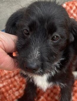 DORA kleines verspieltes Hundemädchen - Velbert