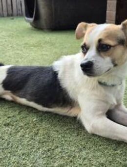 THOR ❤️ perfekter kleiner Familienhund! - Neudenau