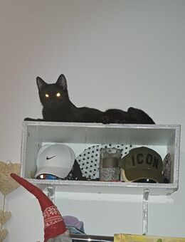 Main coon. Mix Kater schwarz sehr verschmusst - Gaggenau