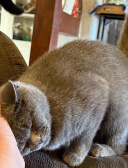 Britisch Kurzhaar Katze Mara - Lalendorf