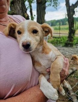 Treue Freundin,Ayan Braucht eine Familie - Blankenheim (Nordrhein-Westfalen)